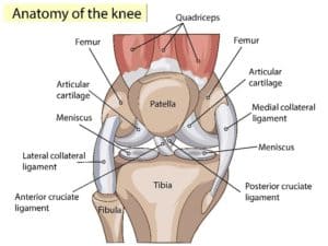Anatomy of the Kneecap Chillicothe, OH